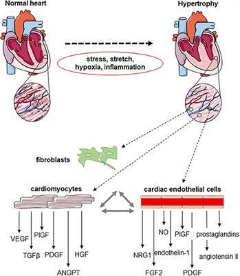 Frontiers | Angiogenic Endothelial Cell Signaling In Cardiac ...